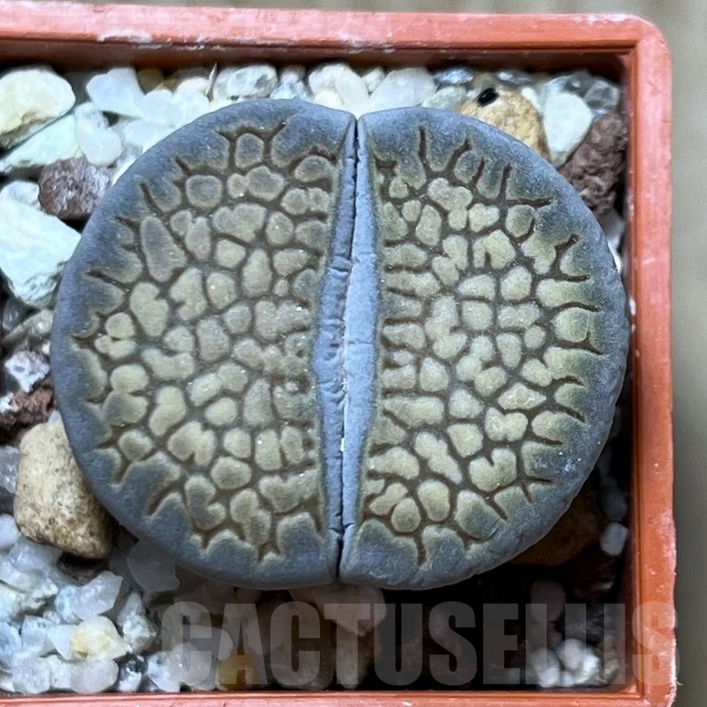 SHPR19126 Lithops hallii L 48-64 ex Neumann