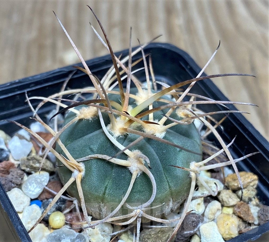 SHPR18561 Gymnocalycium cardenasianum