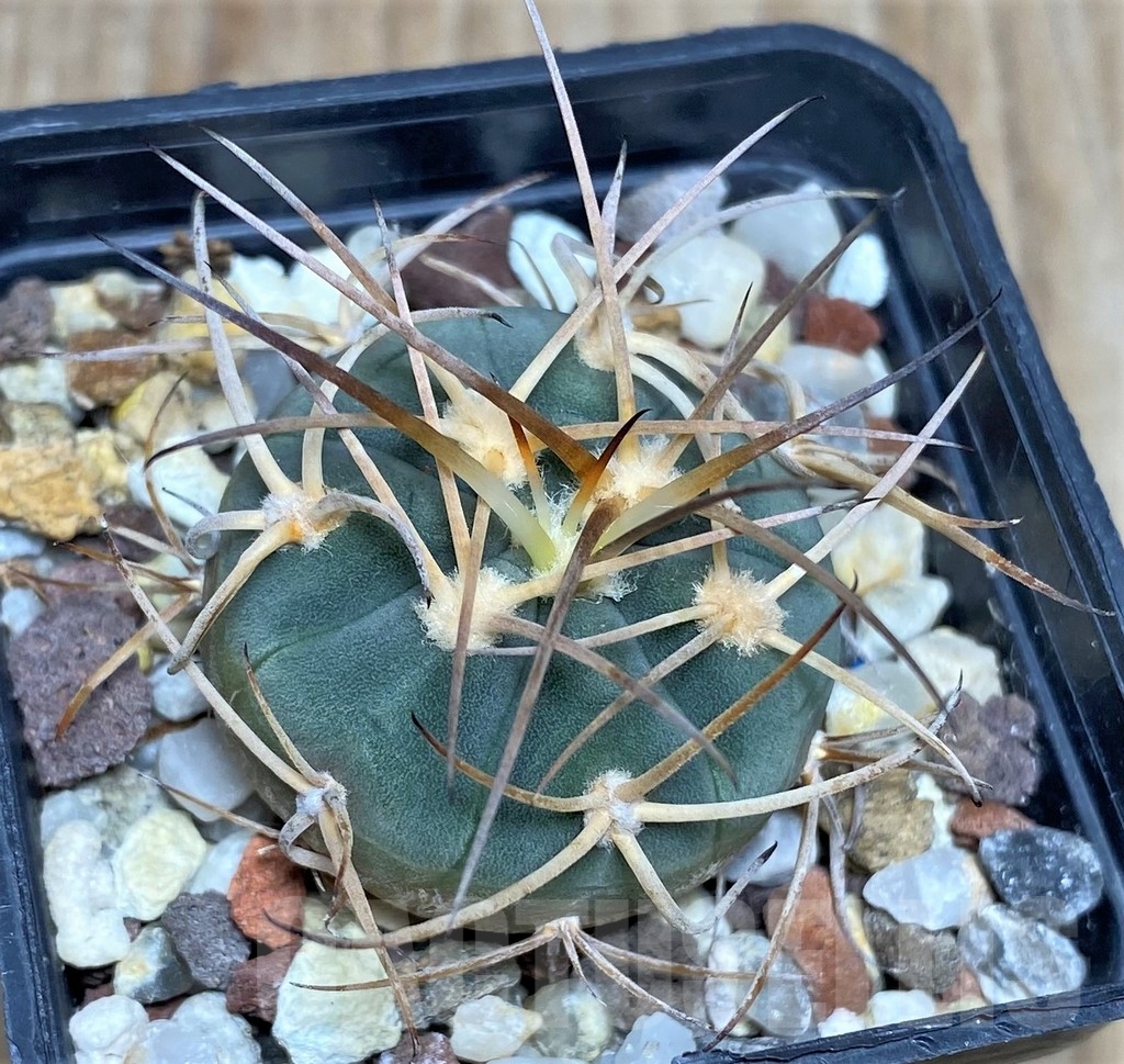 SHPR18561 Gymnocalycium cardenasianum - Image 2