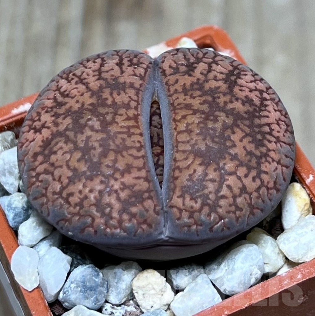 SHPR19131 Lithops aucampiae C 392 - Image 2