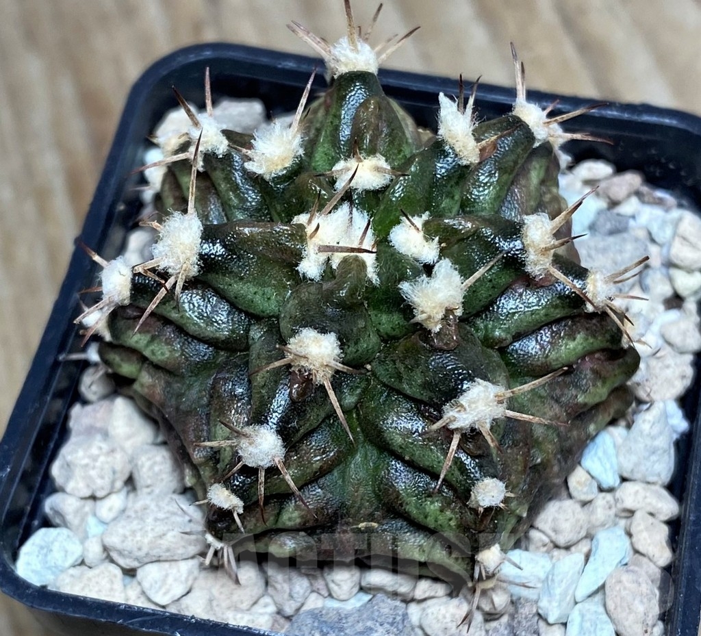 SHPR18563 Gymnocalycium mihanovichii T-rex hybrid - Image 2