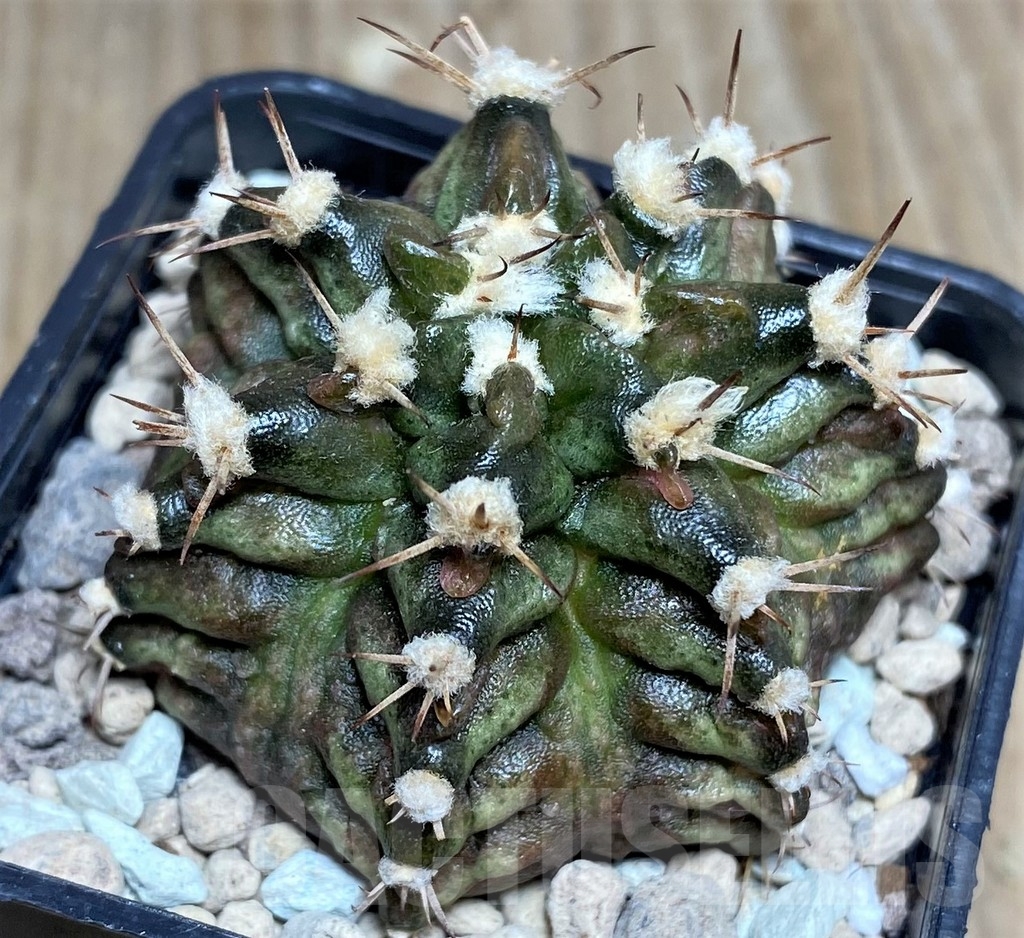 SHPR18563 Gymnocalycium mihanovichii T-rex hybrid