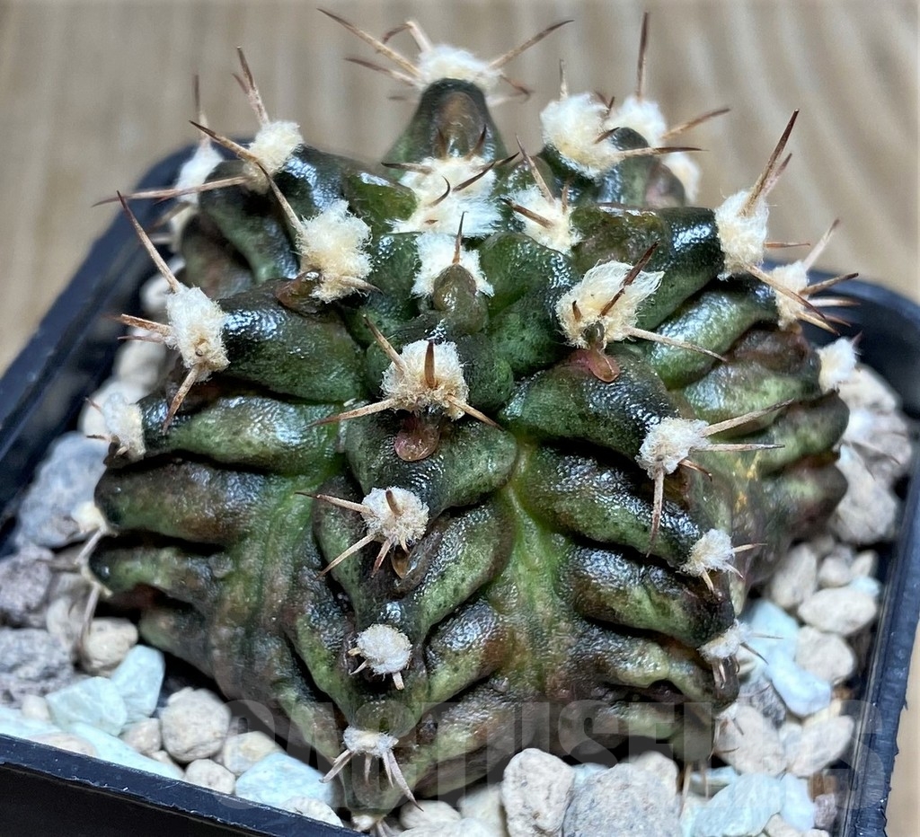 SHPR18563 Gymnocalycium mihanovichii T-rex hybrid - Image 3