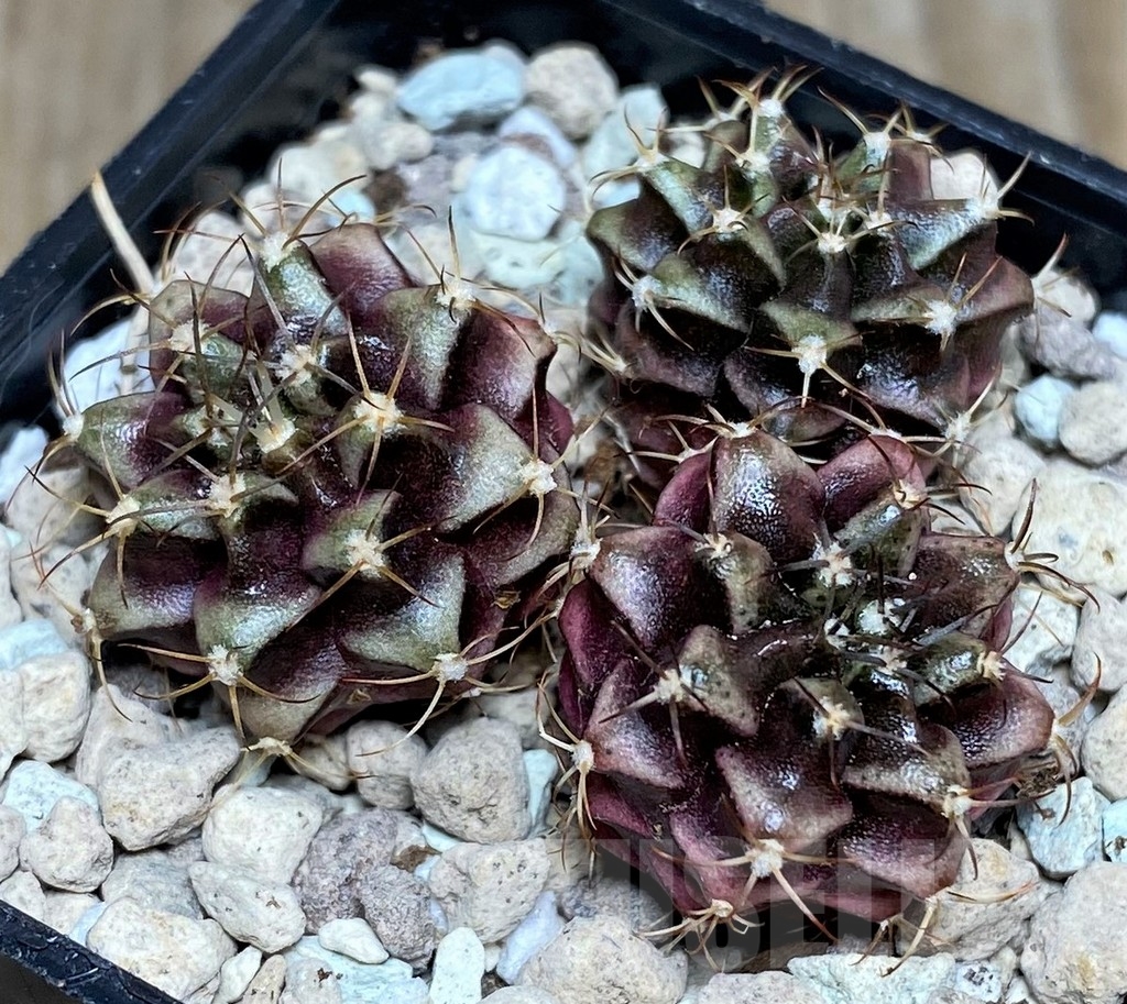 SHPR18564 Gymnocalycium mihanovichii hybrid mix, 3 plants - Image 2