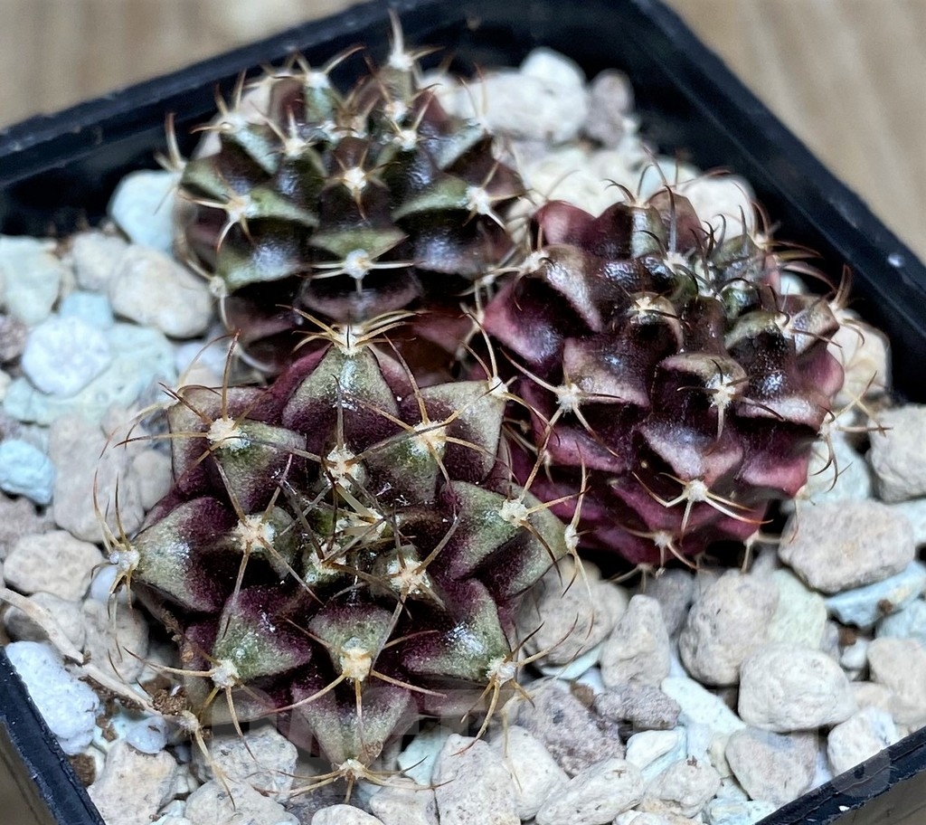 SHPR18564 Gymnocalycium mihanovichii hybrid mix, 3 plants