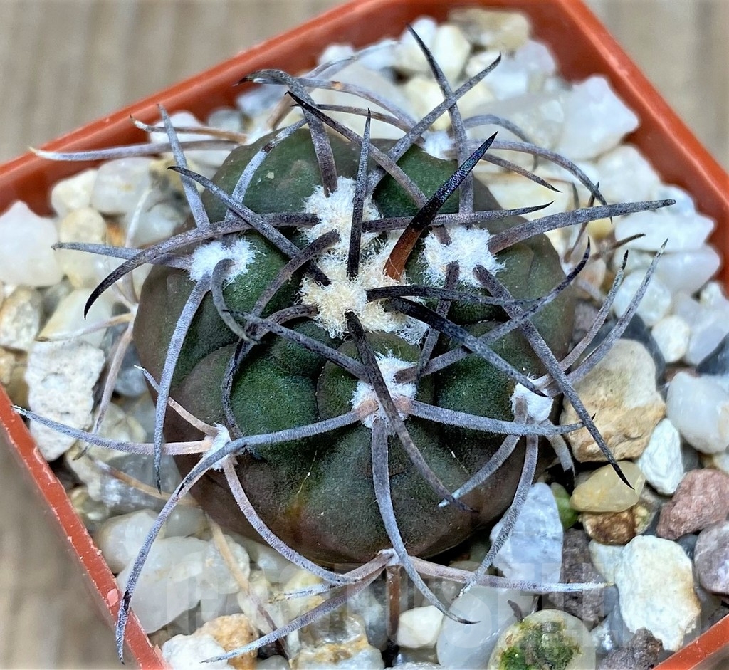 SHPR18670 Gymnocalycium schmidianum - Image 2