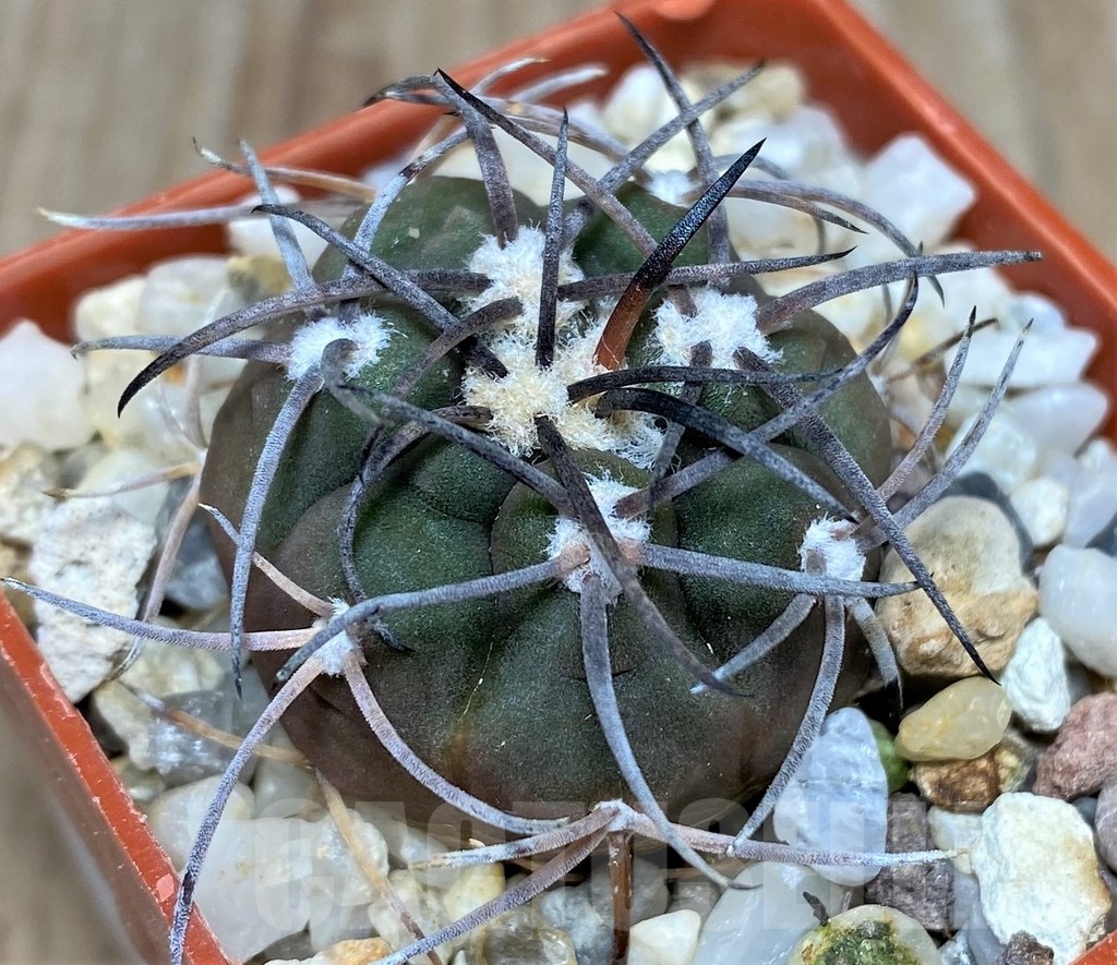 SHPR18670 Gymnocalycium schmidianum
