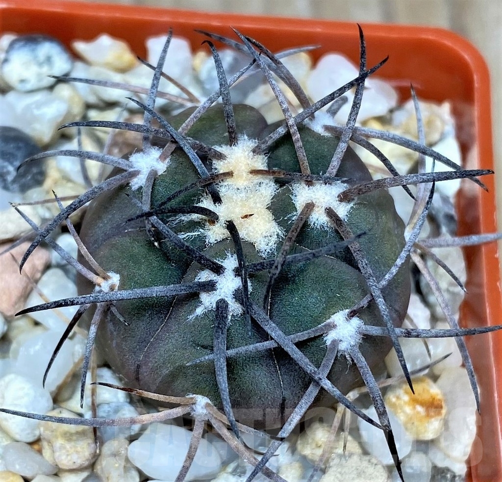 SHPR18671 Gymnocalycium schmidianum - Image 2