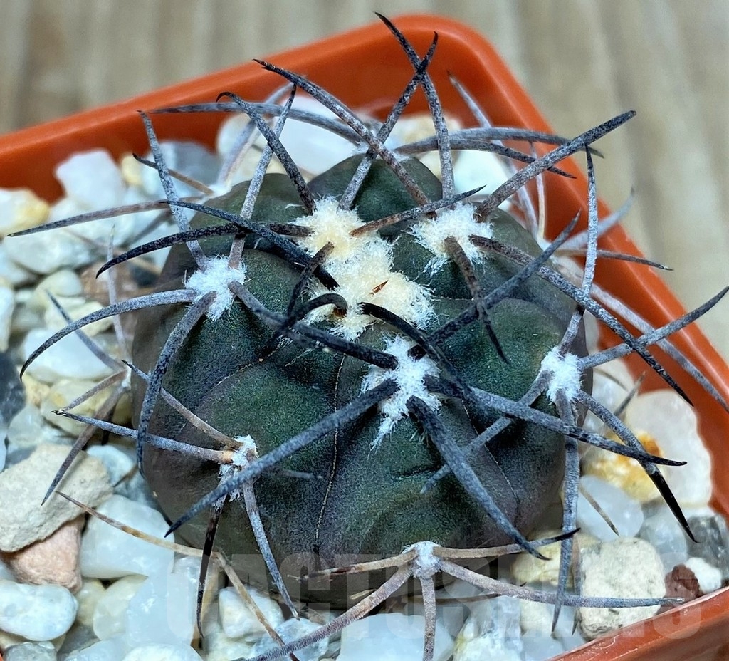 SHPR18671 Gymnocalycium schmidianum