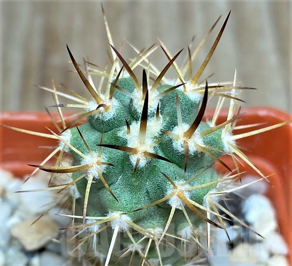 SHPR18672 Eriosyce sandillon