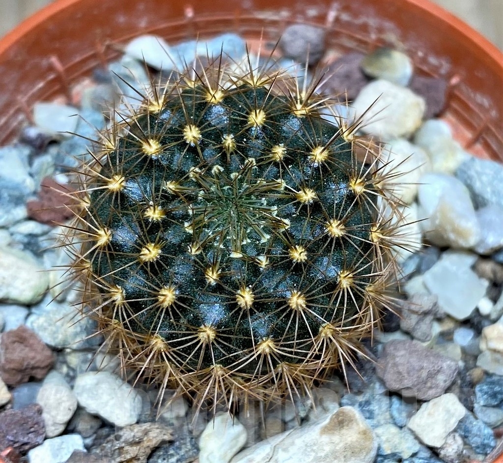 SHPR18680 Frailea chrysacantha