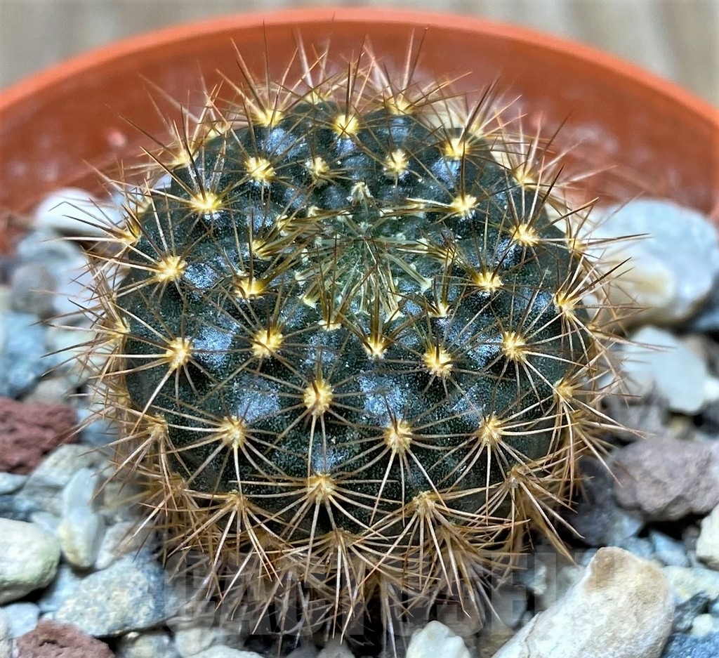 SHPR18680 Frailea chrysacantha - Image 2