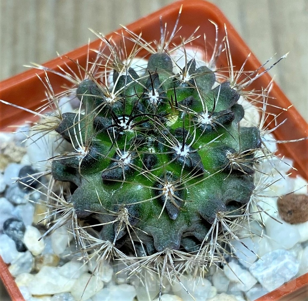 SHPR18681 Neoporteria pilispina, ex MG 1036.6 - Зображення 2