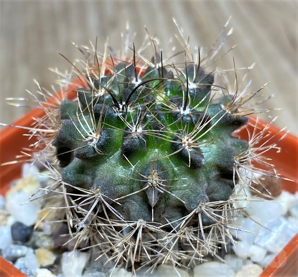 SHPR18681 Neoporteria pilispina, ex MG 1036.6