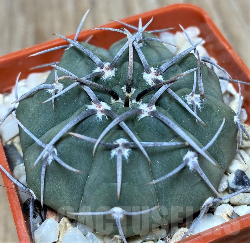 SHPR18683 Gymnocalycium vatteri