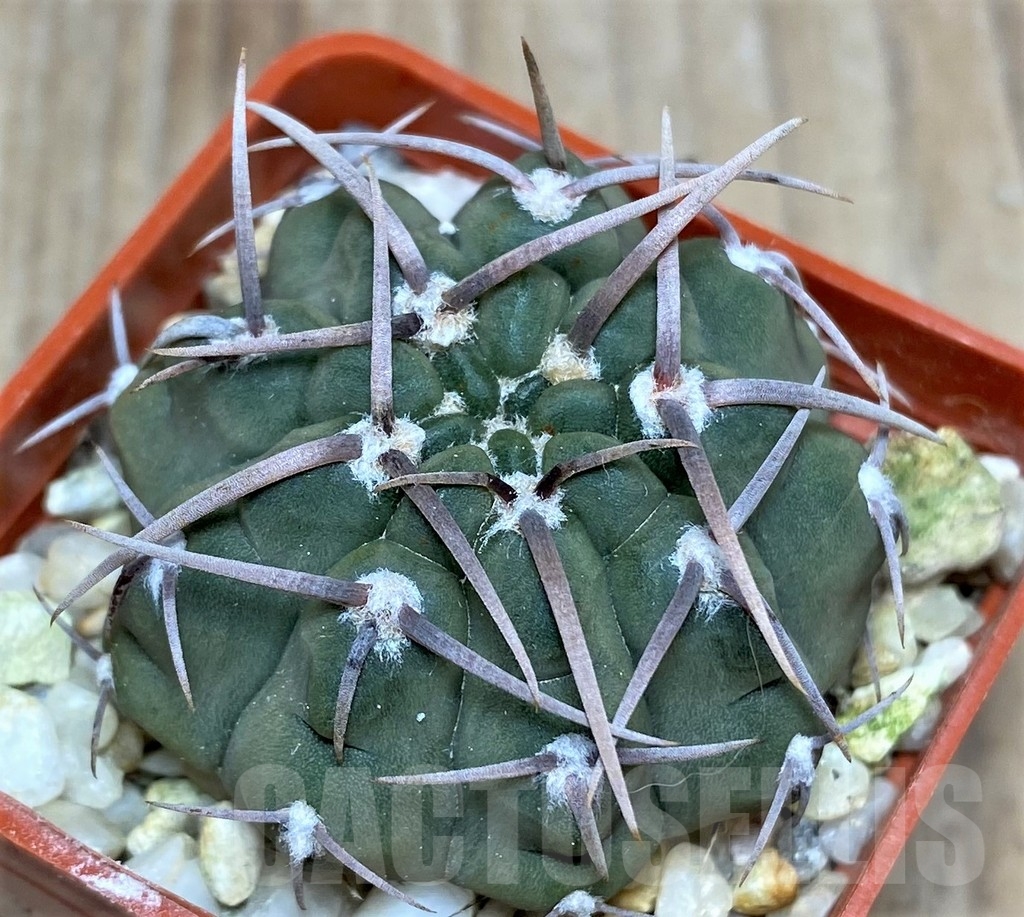 SHPR18684 Gymnocalycium vatteri