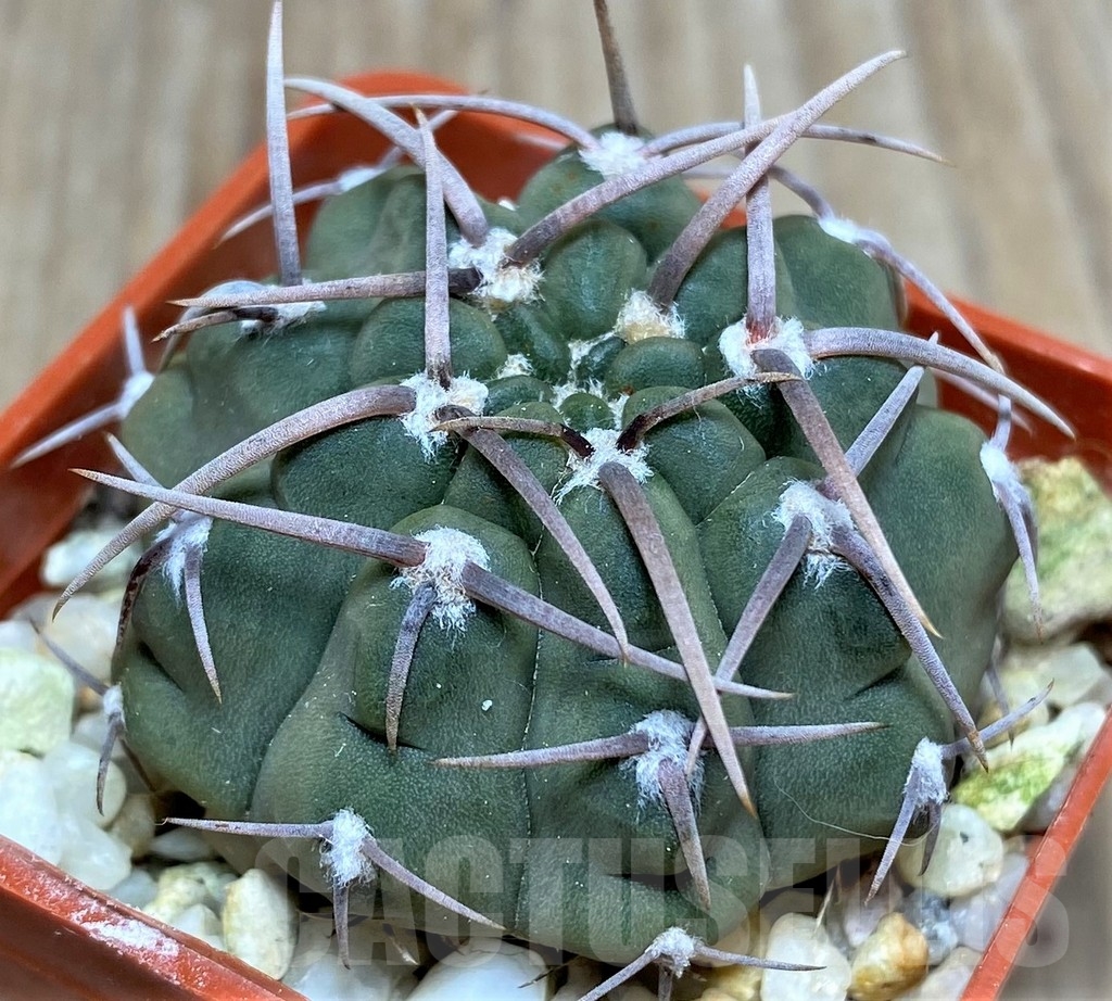 SHPR18684 Gymnocalycium vatteri - Image 2