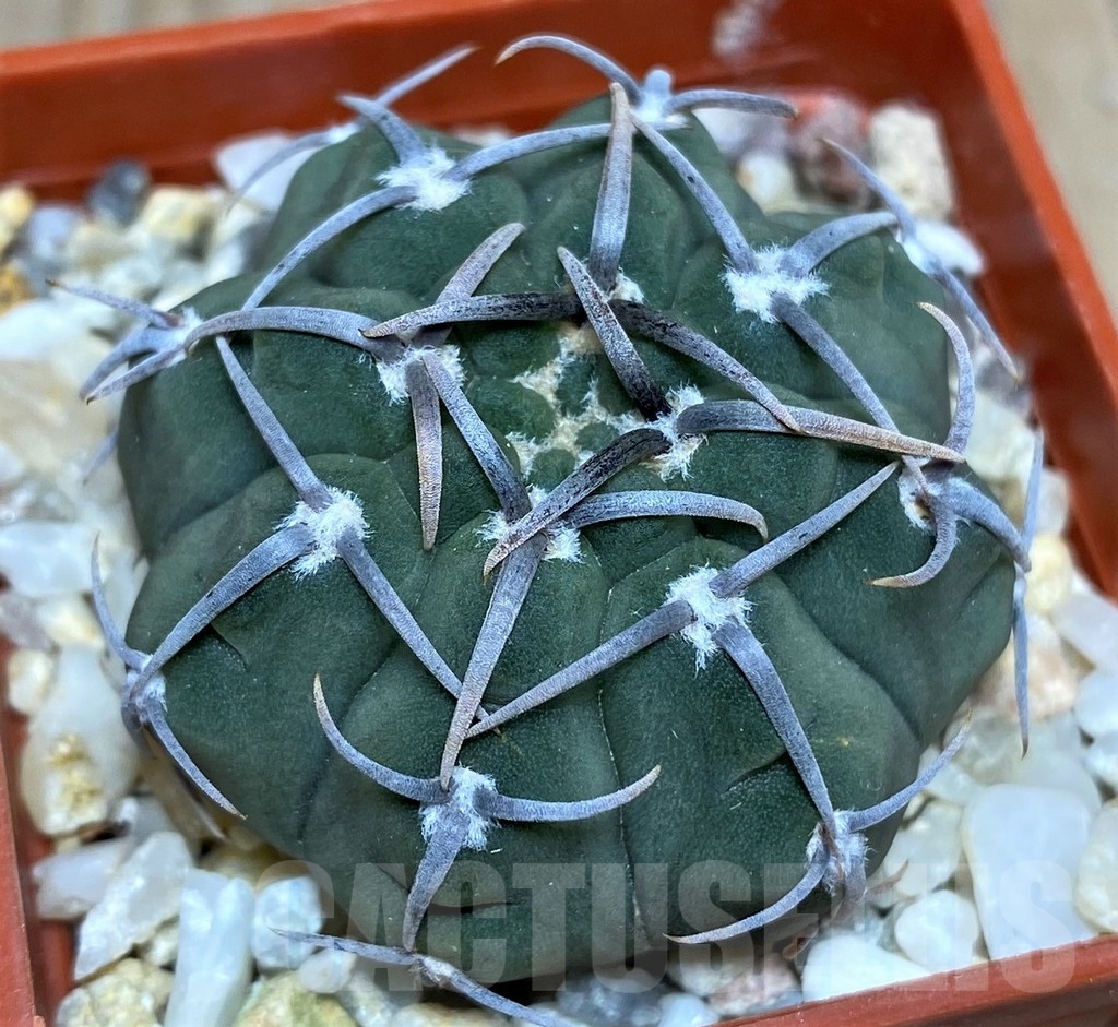 SHPR18685 Gymnocalycium vatteri - immagine 2