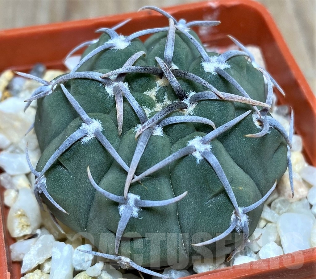 SHPR18685 Gymnocalycium vatteri