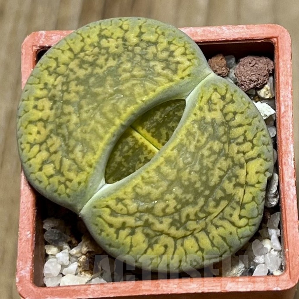 SHPR19145 Lithops aucampiae 'Jackson's Jade'