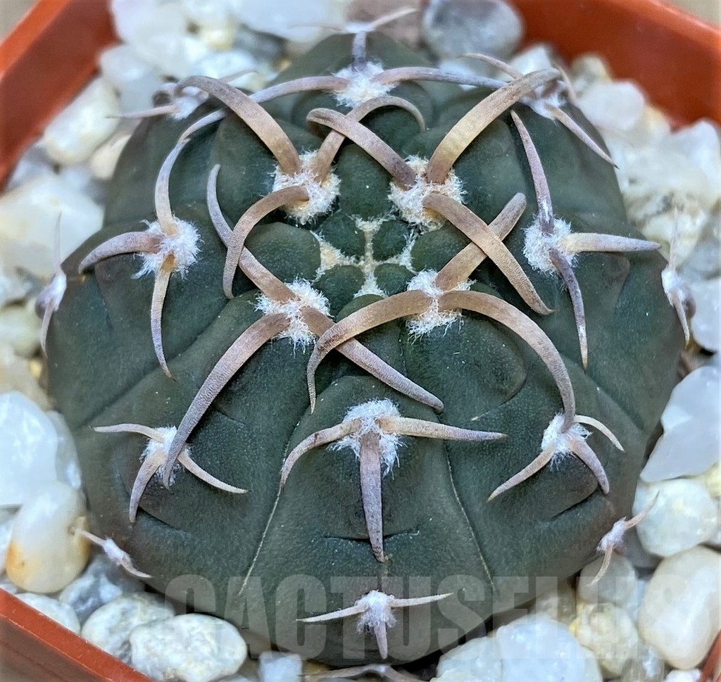 SHPR18686 Gymnocalycium vatteri