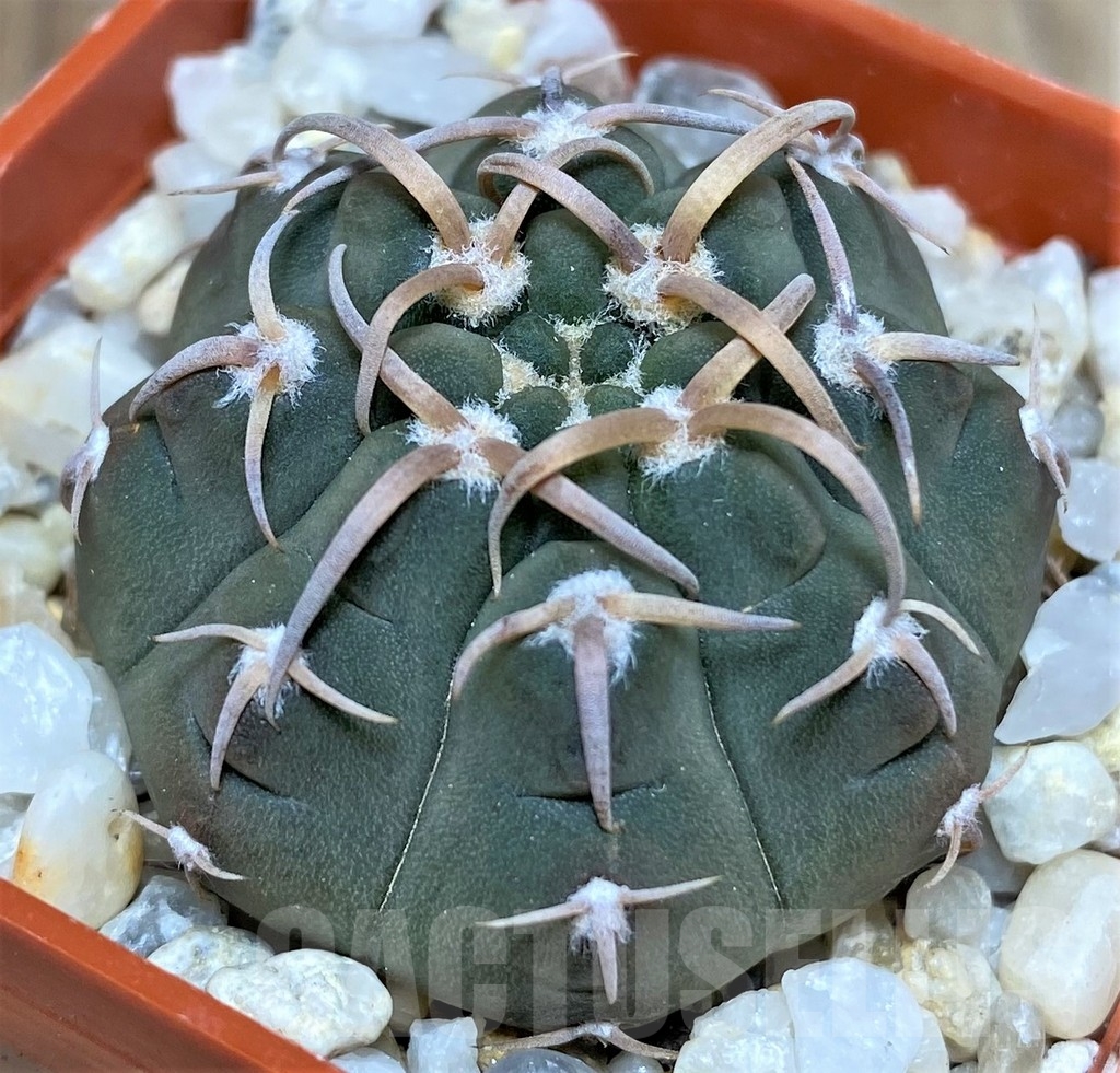 SHPR18686 Gymnocalycium vatteri - Image 2