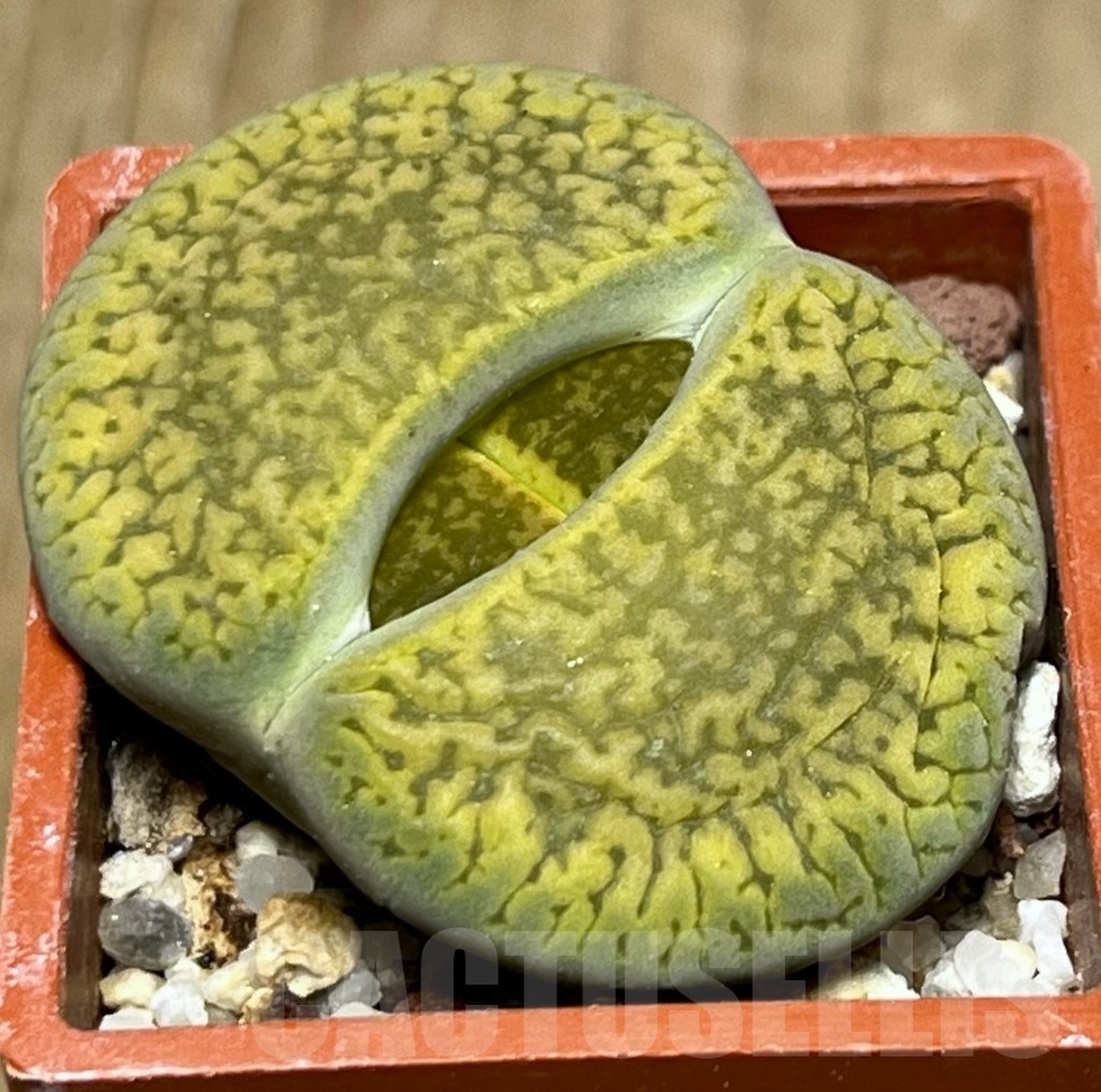 SHPR19145 Lithops aucampiae 'Jackson's Jade' - immagine 2