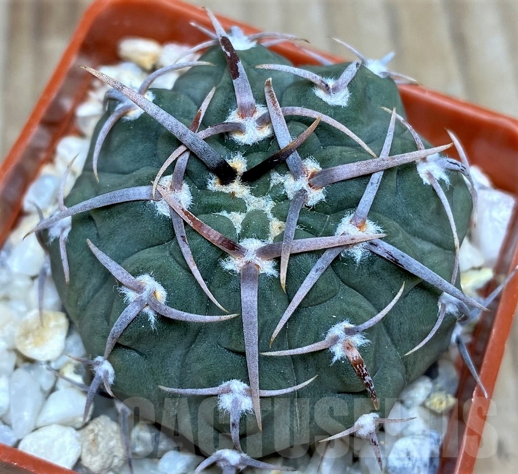 SHPR18687 Gymnocalycium vatteri - Image 2