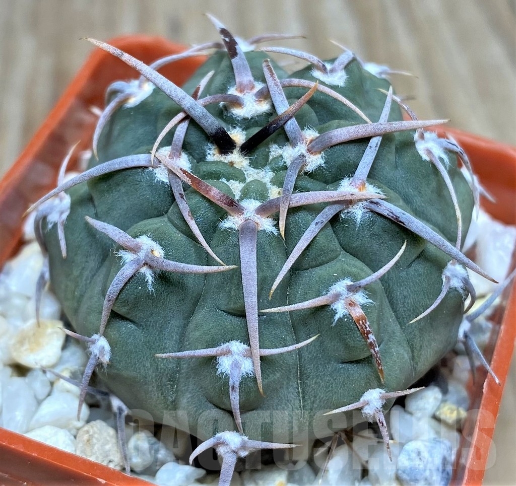 SHPR18687 Gymnocalycium vatteri