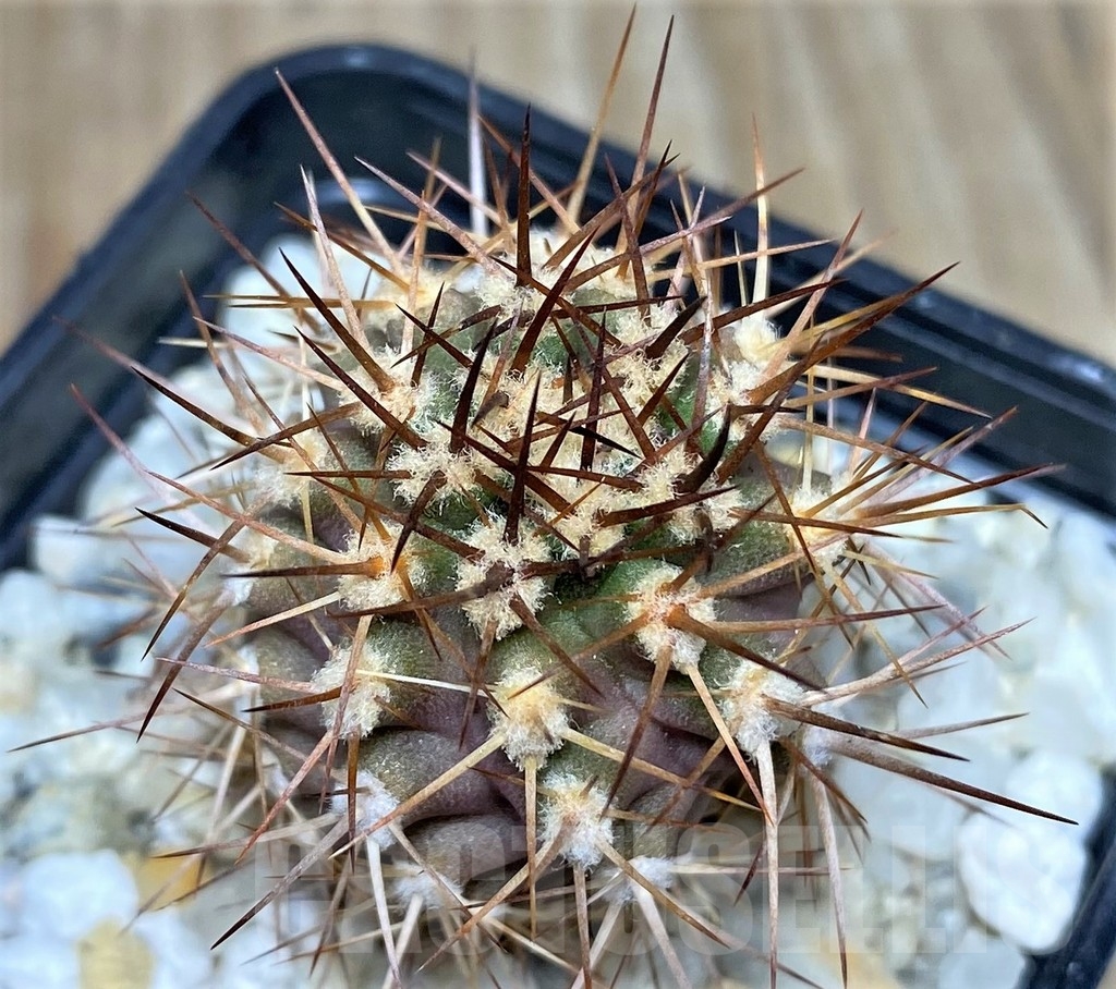 SHPR18688 Eriosyce aurata -Ovale-