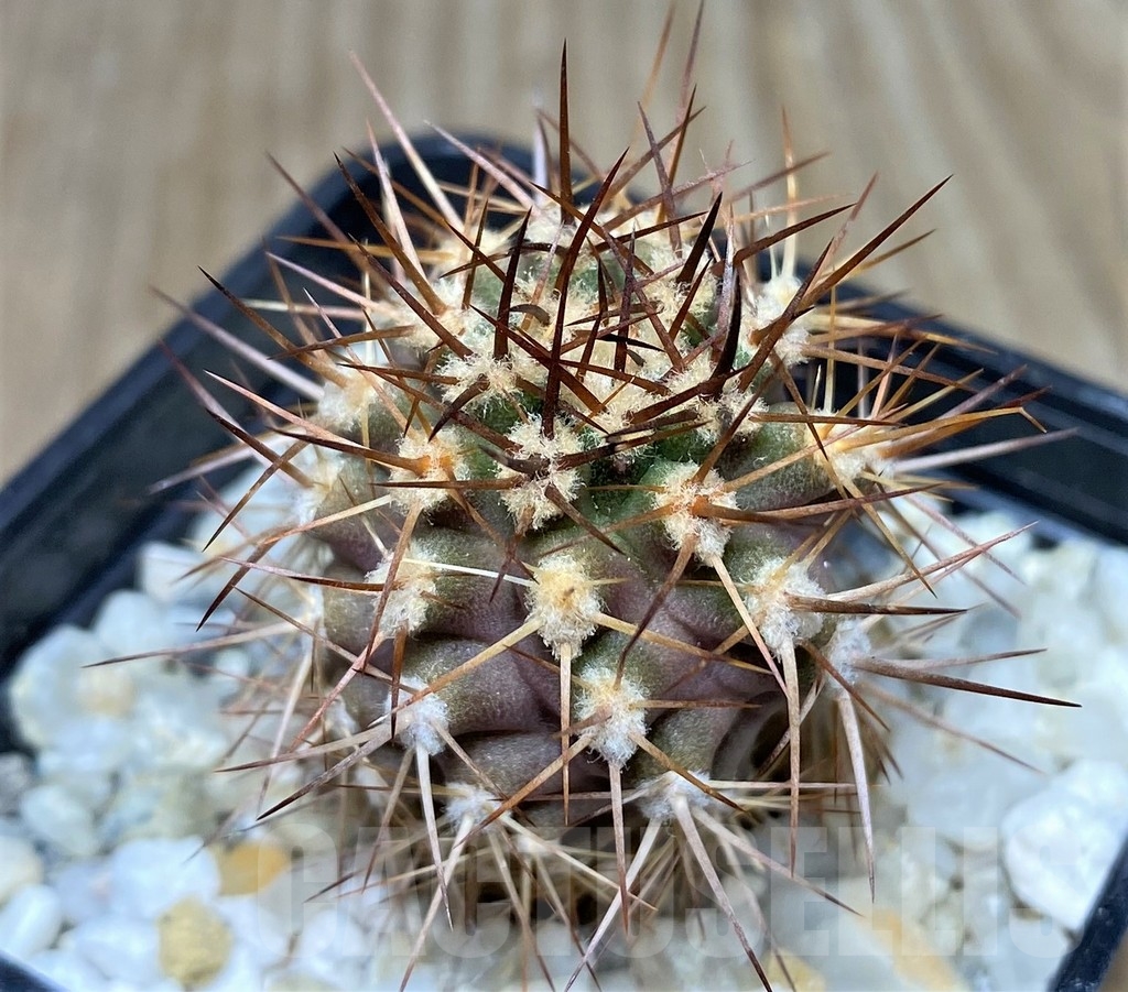 SHPR18688 Eriosyce aurata -Ovale- - Obrázek 2