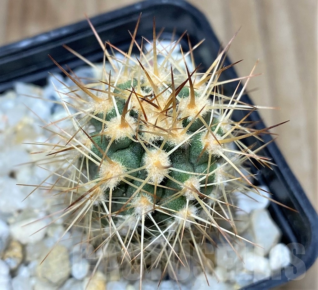 SHPR18689 Eriosyce aurata