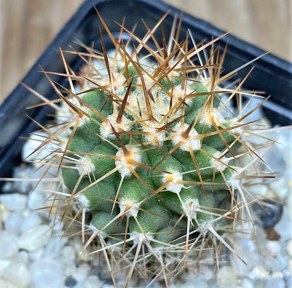 SHPR18690 Eriosyce aurata