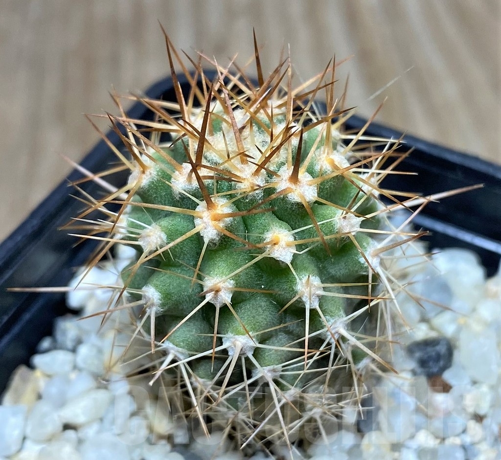 SHPR18690 Eriosyce aurata - Obrázek 2