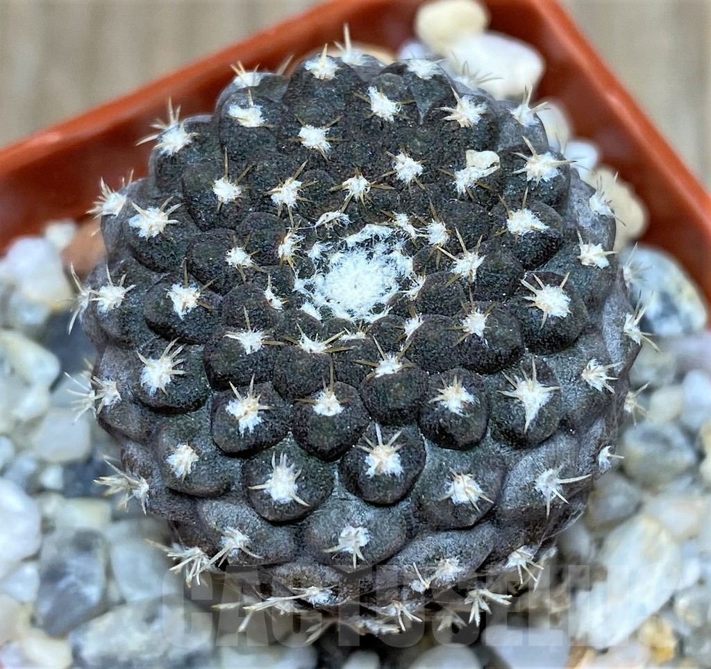 SHPR18691 Thelocephala llanensis