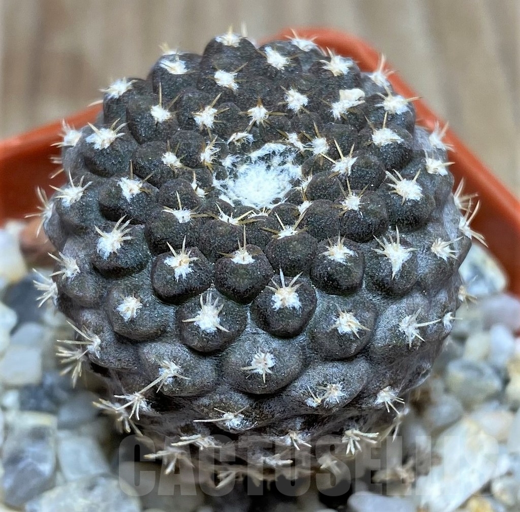 SHPR18691 Thelocephala llanensis - immagine 2