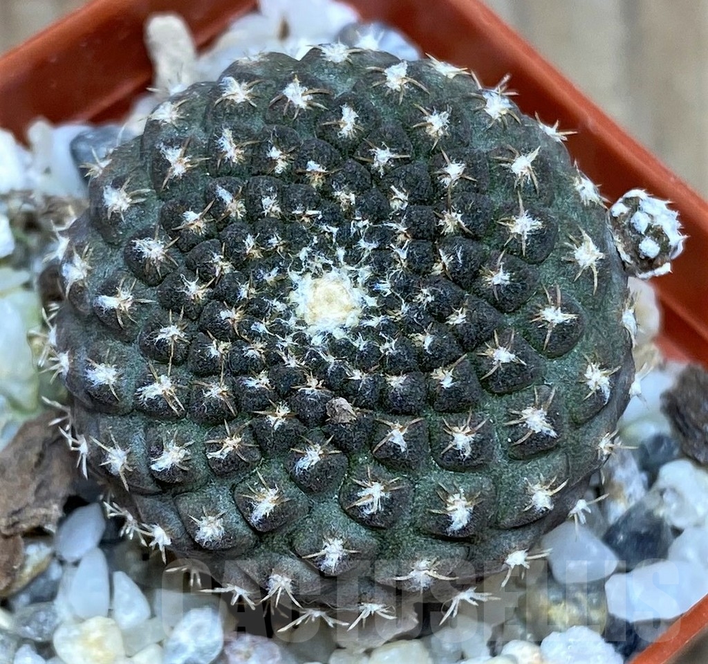 SHPR18692 Thelocephala llanensis - Image 2