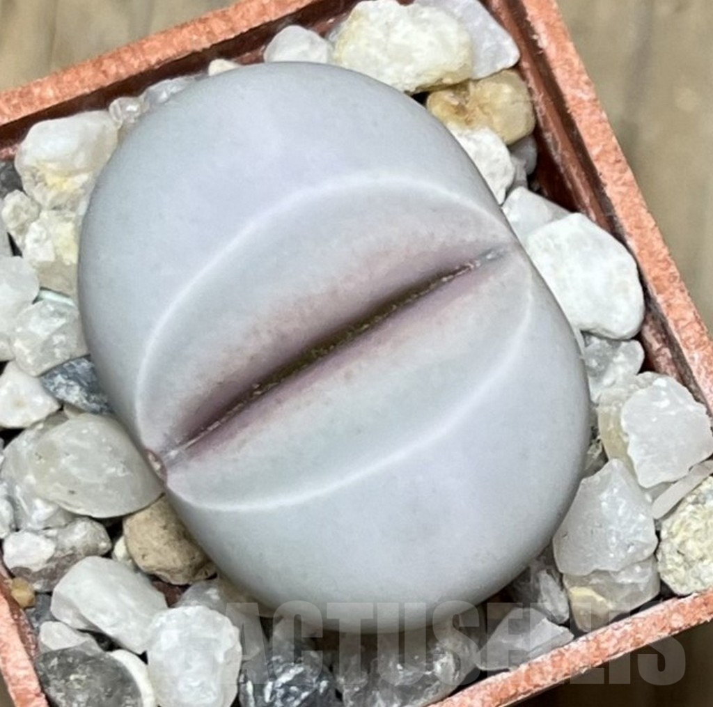 SHPR19149 Dinteranthus wilmotianus ssp. impunctatus - Image 2