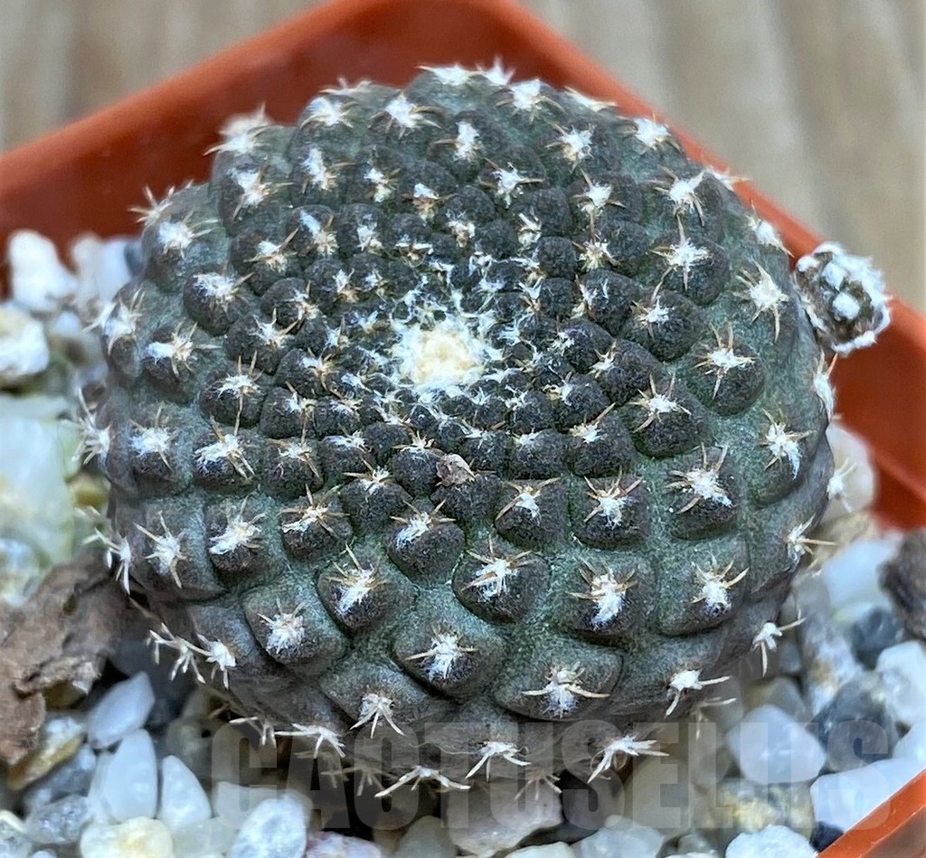 SHPR18692 Thelocephala llanensis