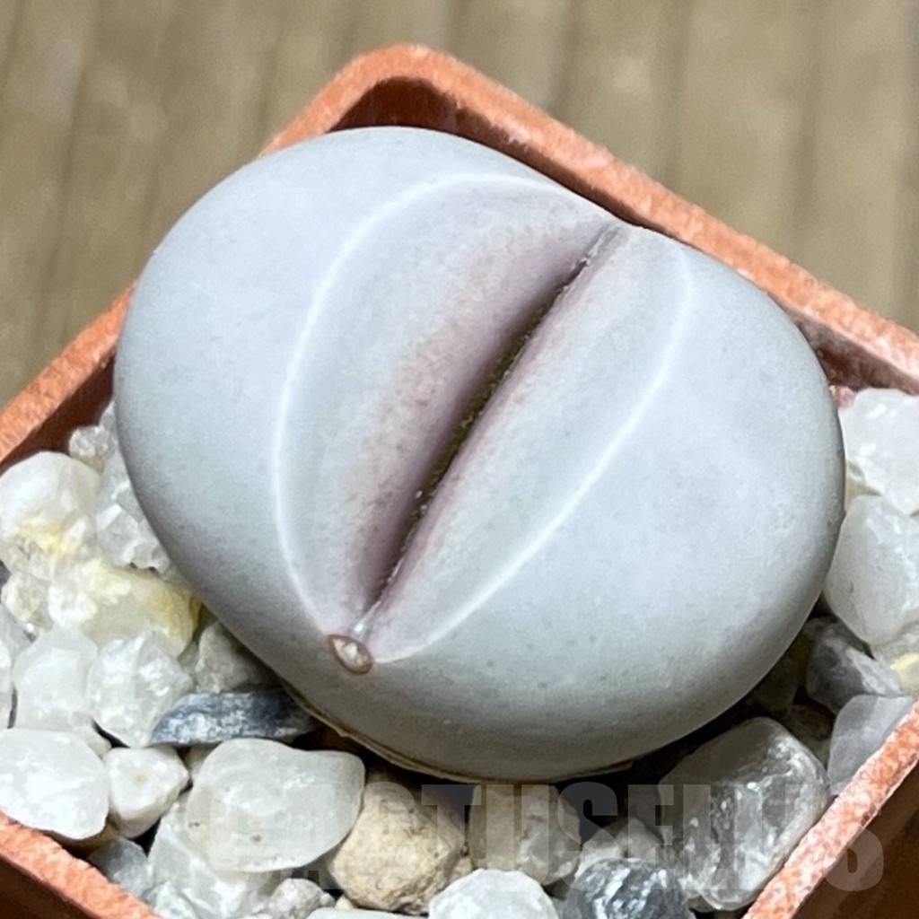 SHPR19149 Dinteranthus wilmotianus ssp. impunctatus