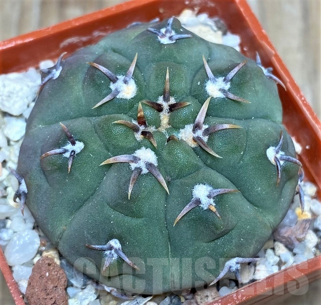 SHPR18693 Gymnocalycium vatteri v. unguispinum