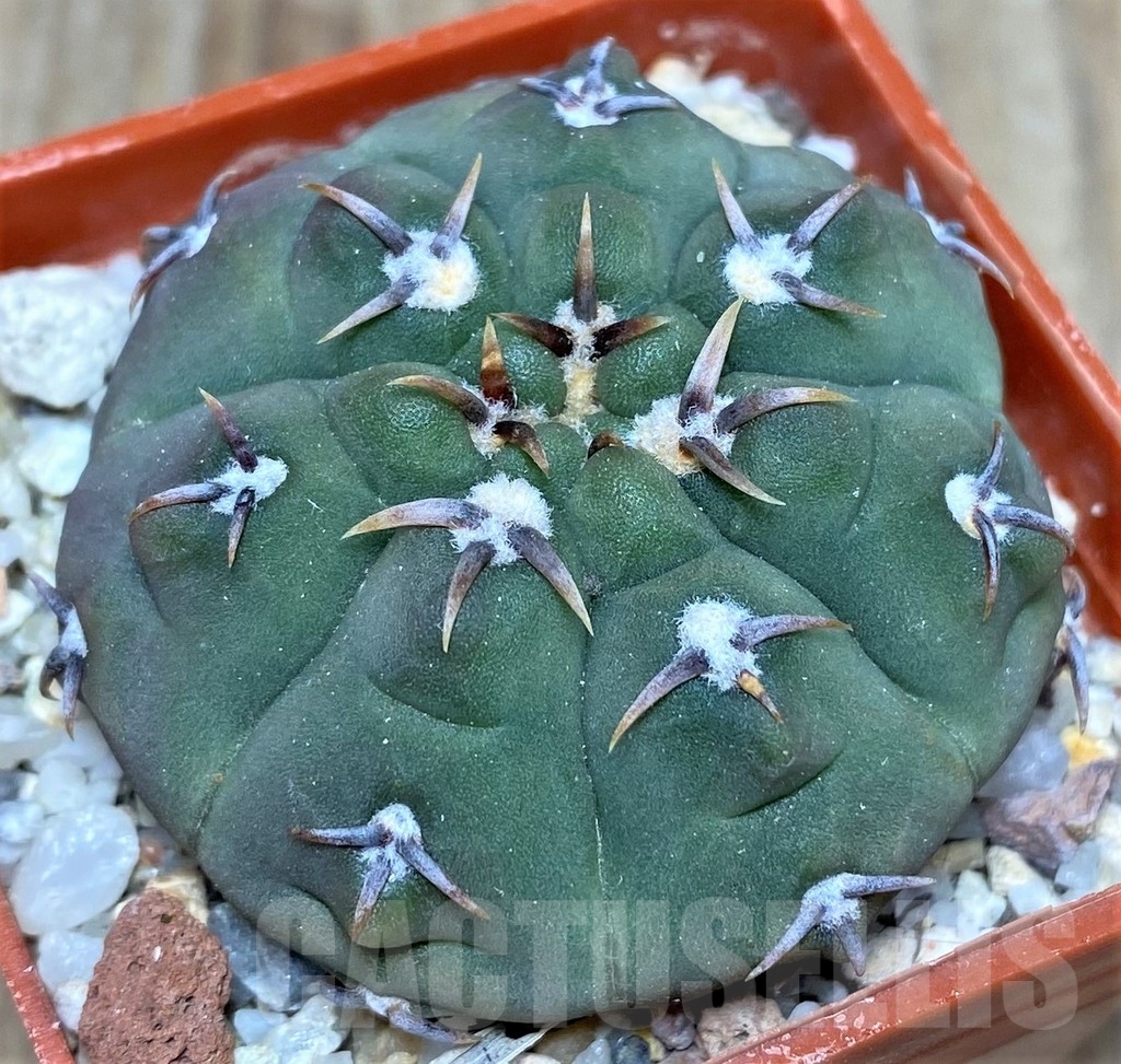 SHPR18693 Gymnocalycium vatteri v. unguispinum - Image 2