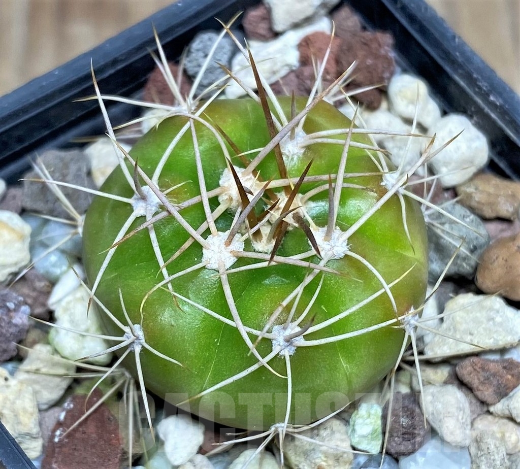 SHPR18694 Gymnocalycium chiquitanum