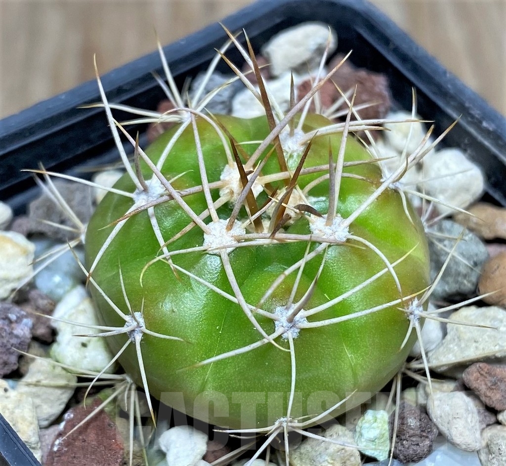 SHPR18694 Gymnocalycium chiquitanum - Image 2