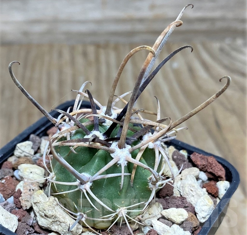 SHPR18696 Lobivia ferox VG 366a/3 - Image 2