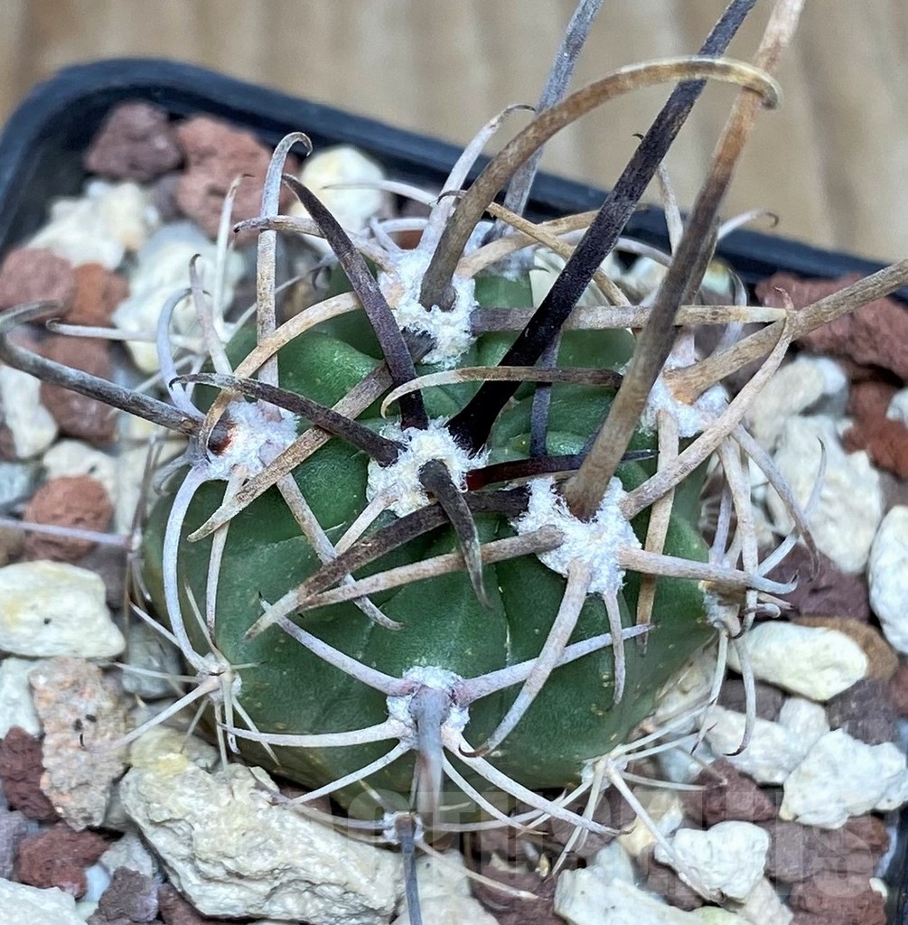 SHPR18696 Lobivia ferox VG 366a/3