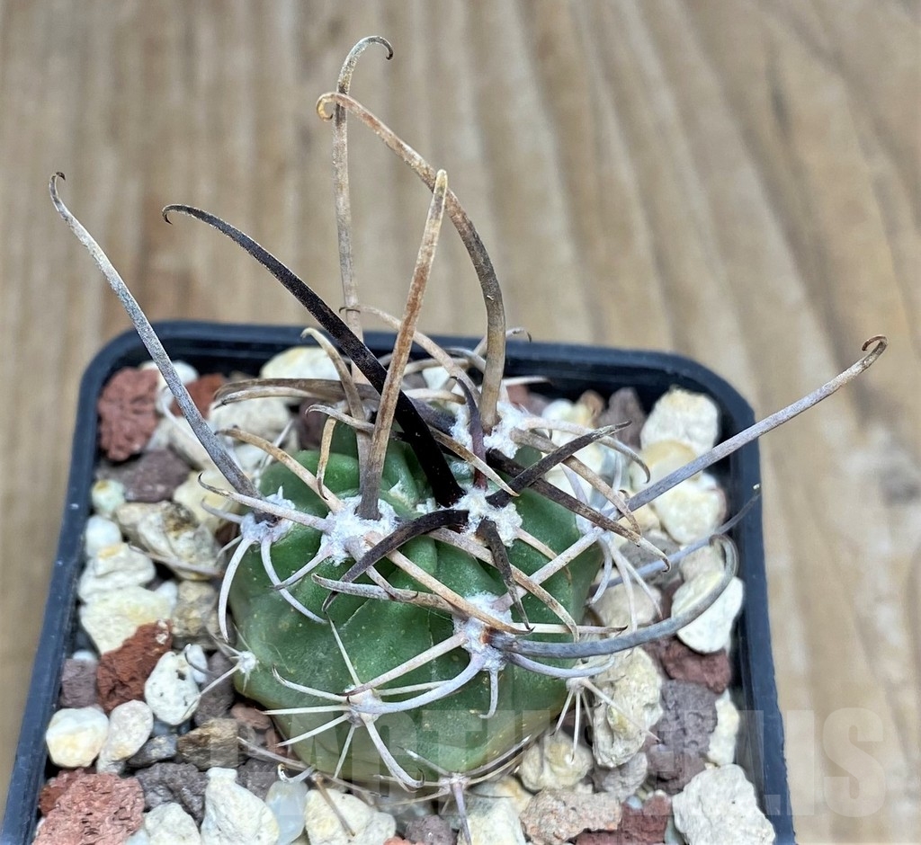 SHPR18696 Lobivia ferox VG 366a/3 - Image 3