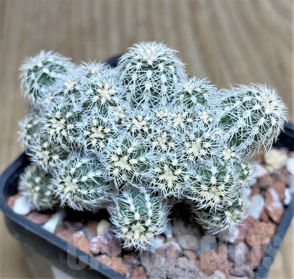 SHPR18697 Gymnocalycium bruchii v. niveum OF 25-80