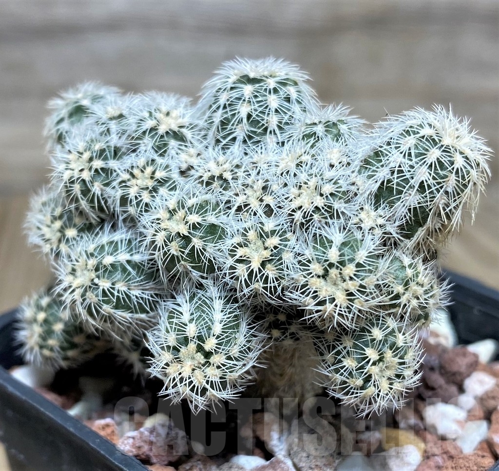 SHPR18697 Gymnocalycium bruchii v. niveum OF 25-80 - Image 2