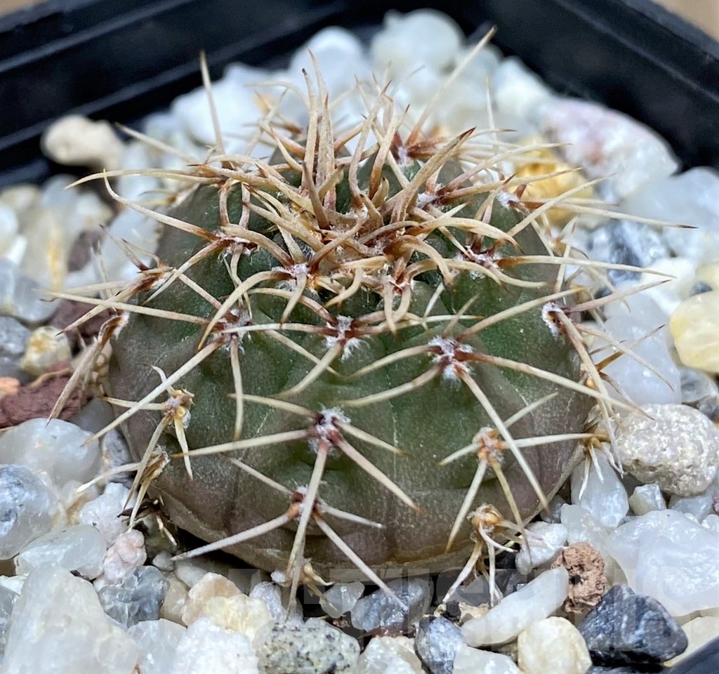 SHPR18699 Gymnocalycium ochoterenae v. scoparium LB 383